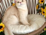 Safkan Golden British Shorthair Yavrular Hazir
