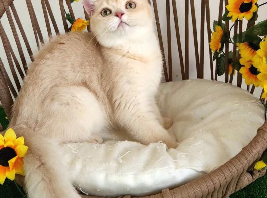 Safkan Golden British Shorthair Yavrular Hazir görsel