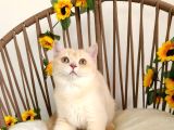 SAFKAN GOLDEN BRITISH SHORTHAIR YAVRULAR HAZIR