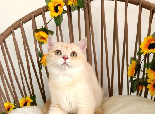 Safkan Golden British Shorthair Yavrular Hazir