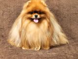 2 yaşında Efsane kürke sahip erkek pomeranian