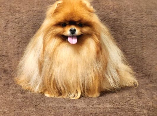 2 Yaşında Efsane Kürke Sahip Erkek Pomeranian