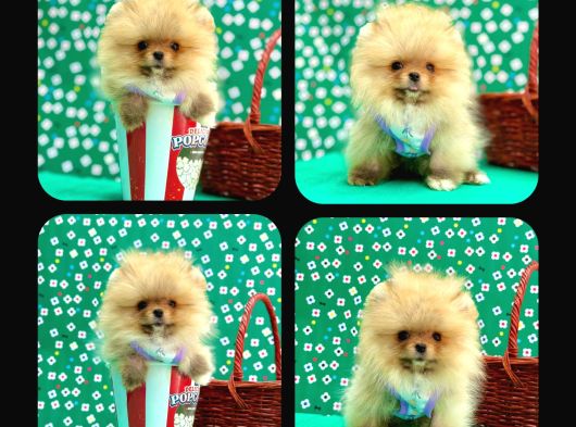 Orji̇nal Pomerani̇an Boo Çocuklar görsel