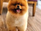 Bir Buçuk Yaşında Efsane Erkek Pomeranian 