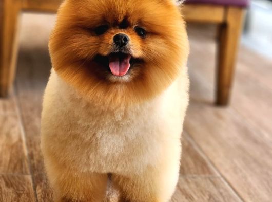 Bir Buçuk Yaşında Efsane Erkek Pomeranian  görsel