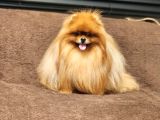2 Yaşında Efsane Kürke Sahip Erkek Pomeranian