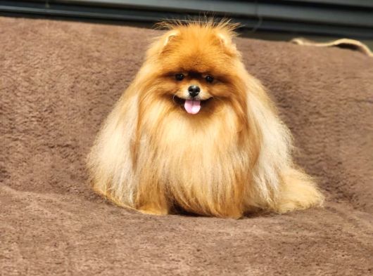 2 Yaşında Efsane Kürke Sahip Erkek Pomeranian görsel