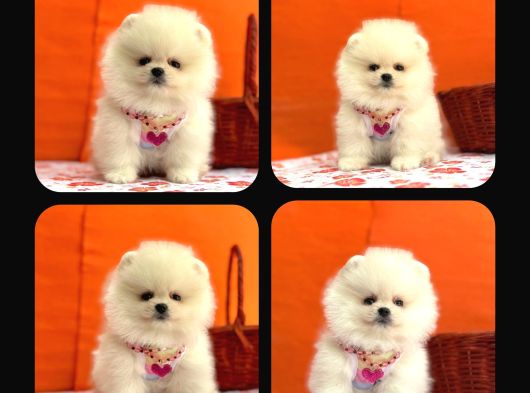 Orji̇nal Pomerani̇an Boo Çocuklar görsel