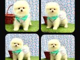 Orji̇nal Pomerani̇an Boo Çocuklar