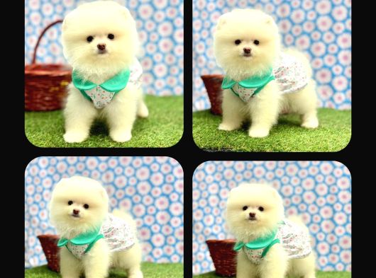 Orji̇nal Pomerani̇an Boo Çocuklar görsel