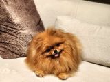 Bir Buçuk Yaşında Efsane Dişi Pomeranian 