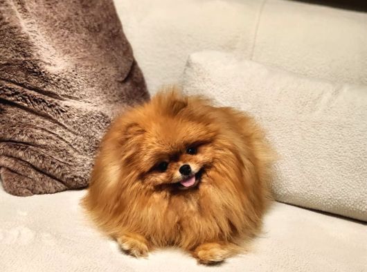Bir Buçuk Yaşında Efsane Dişi Pomeranian  görsel
