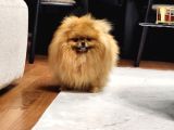 Bir buçuk yaşında Efsane Dişi pomeranian 