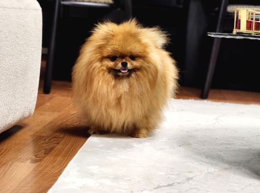 Bir Buçuk Yaşında Efsane Dişi Pomeranian 