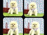 ORJİNAL POMERANİAN BOO ÇOCUKLAR