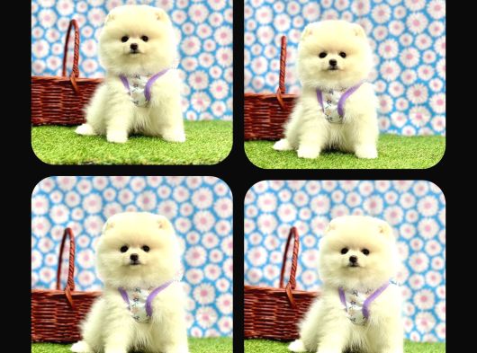 Orji̇nal Pomerani̇an Boo Çocuklar
