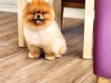 Bir Buçuk Yaşında Efsane Erkek Pomeranian 