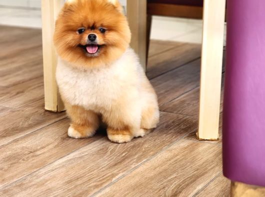 Bir Buçuk Yaşında Efsane Erkek Pomeranian  görsel
