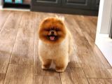 Bir Buçuk Yaşında Efsane Erkek Pomeranian 