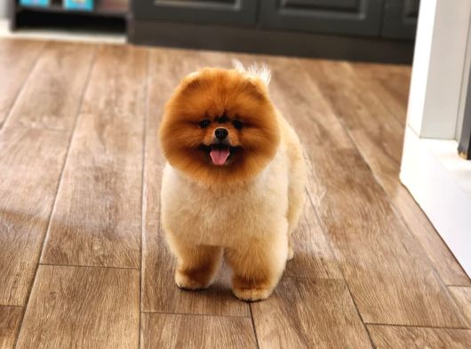 Bir Buçuk Yaşında Efsane Erkek Pomeranian  görsel