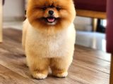 Bir Buçuk Yaşında Efsane Erkek Pomeranian 