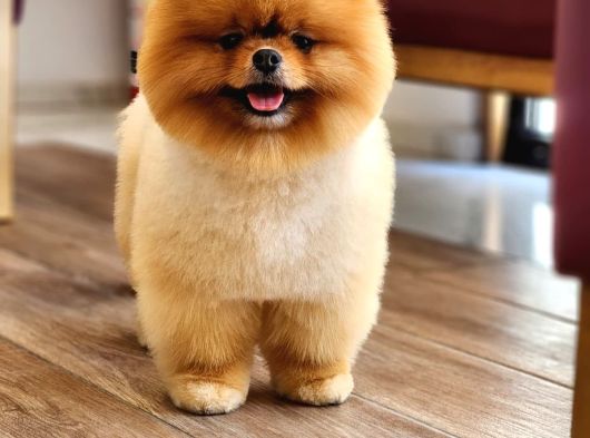 Bir Buçuk Yaşında Efsane Erkek Pomeranian  görsel