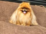 2 Yaşında Efsane Kürke Sahip Erkek Pomeranian