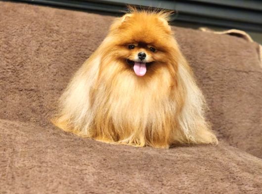 2 Yaşında Efsane Kürke Sahip Erkek Pomeranian görsel