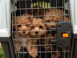 Honey Morkie Micro Boys Bebekler