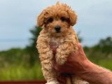 Honey Morkie Micro Boys Bebekler