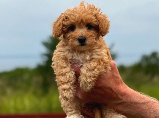 Honey Morkie Micro Boys Bebekler görsel