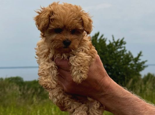 Honey Morkie Micro Boys Bebekler görsel