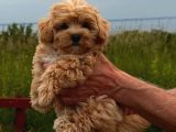 Honey Morkie Micro Boys Bebekler