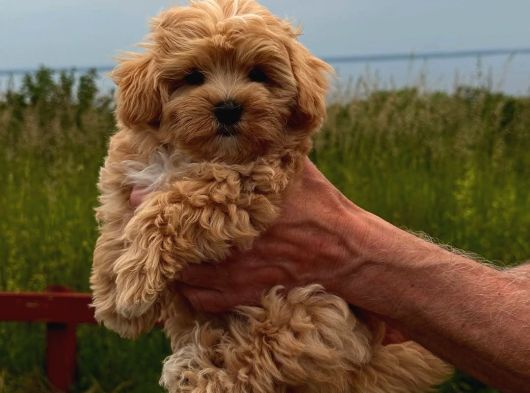 Honey Morkie Micro Boys Bebekler görsel