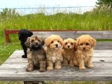 Honey morkie micro boys bebekler