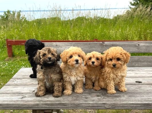 Honey Morkie Micro Boys Bebekler