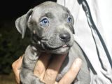 A Kalite Pitbull Yavruları