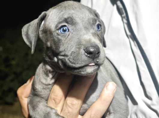A Kalite Pitbull Yavruları görsel