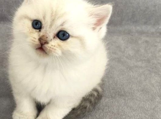 Di̇şi̇ Ve Erkek Pamuk  Bebekler