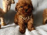 Kore Kan Toy Poodle Yavrularim