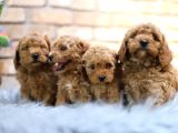 Poodle Yavrular Yeni Evlerine Hazır