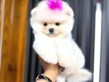 TEACUP AYI SURAT GARANTİLİ POMERANİAN BOO YAVRULARIM
