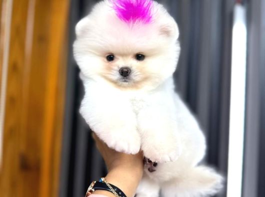 Teacup Ayi Surat Garanti̇li̇ Pomerani̇an Boo Yavrularim