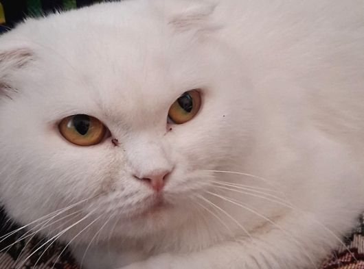Scottish Dişi Acil Yuva Arıyor görsel