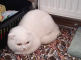 Scottish dişi acil yuva arıyor