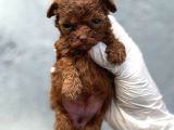 Kore Red Poodle Yavrularımız Ruhsatlı Çiftlıyımızden
