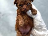 Kore Red Poodle Yavrularımız Ruhsatlı Çiftlıyımızden