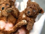 Kore red poodle yavrularımız ruhsatlı çiftlıyımızden