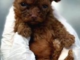Kore Red Poodle Yavrularımız Ruhsatlı Çiftlıyımızden