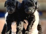 Sıyah Tıcap Poodle Bebişler